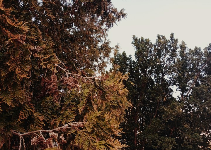 trees