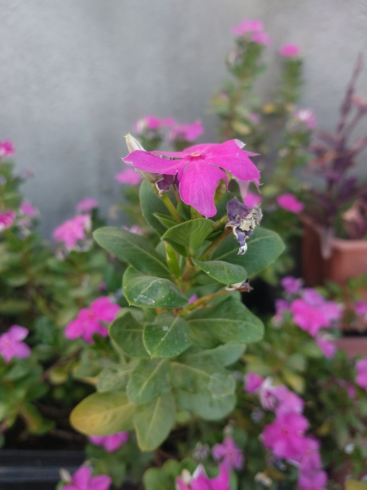 flower