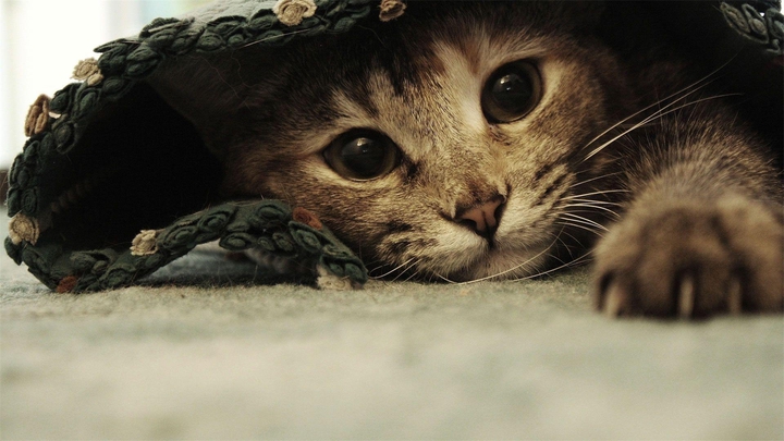 cute tabby kitten