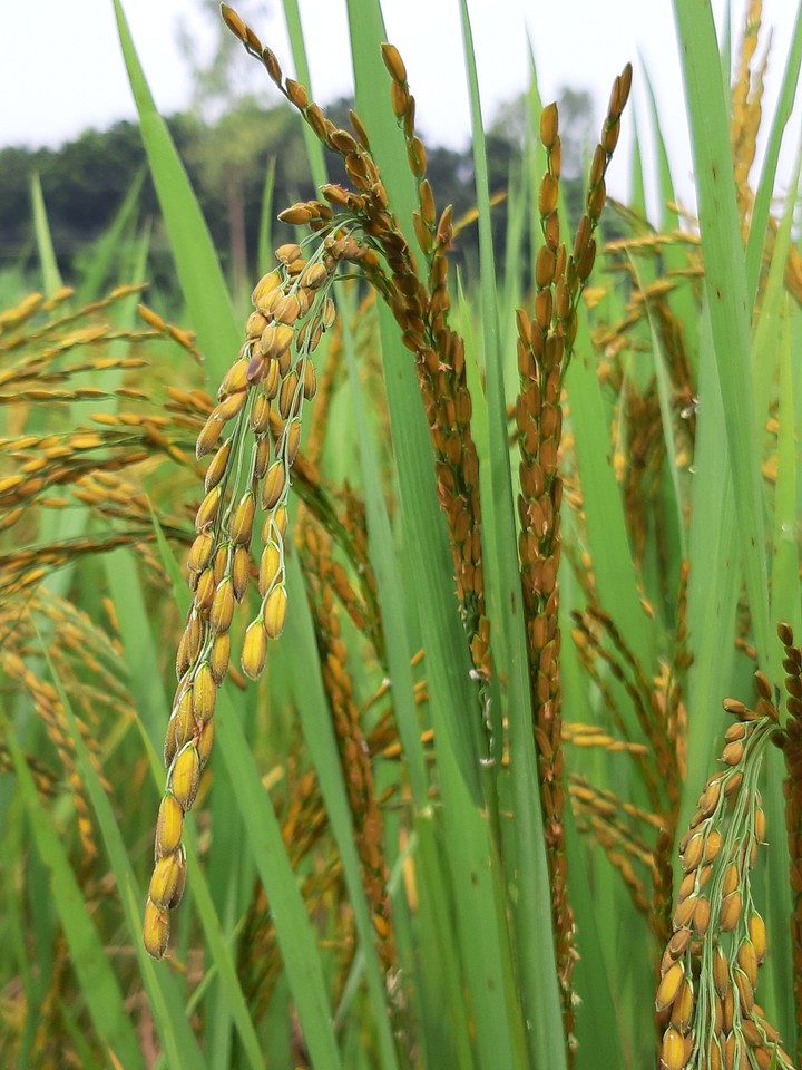 Paddy fields rice