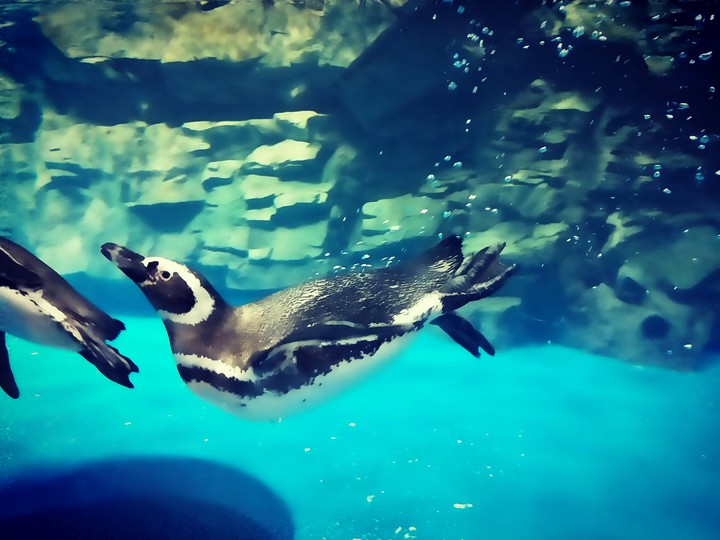 Penguin 企鵝