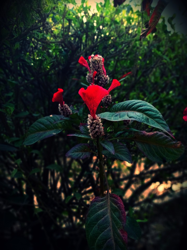 Calmness of nature