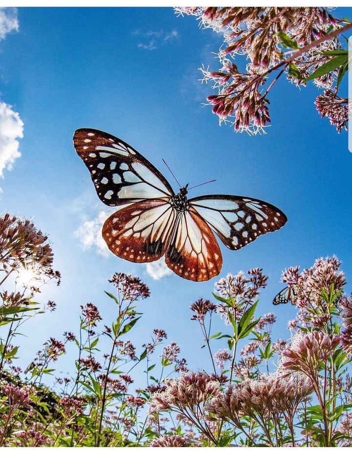 butterfly