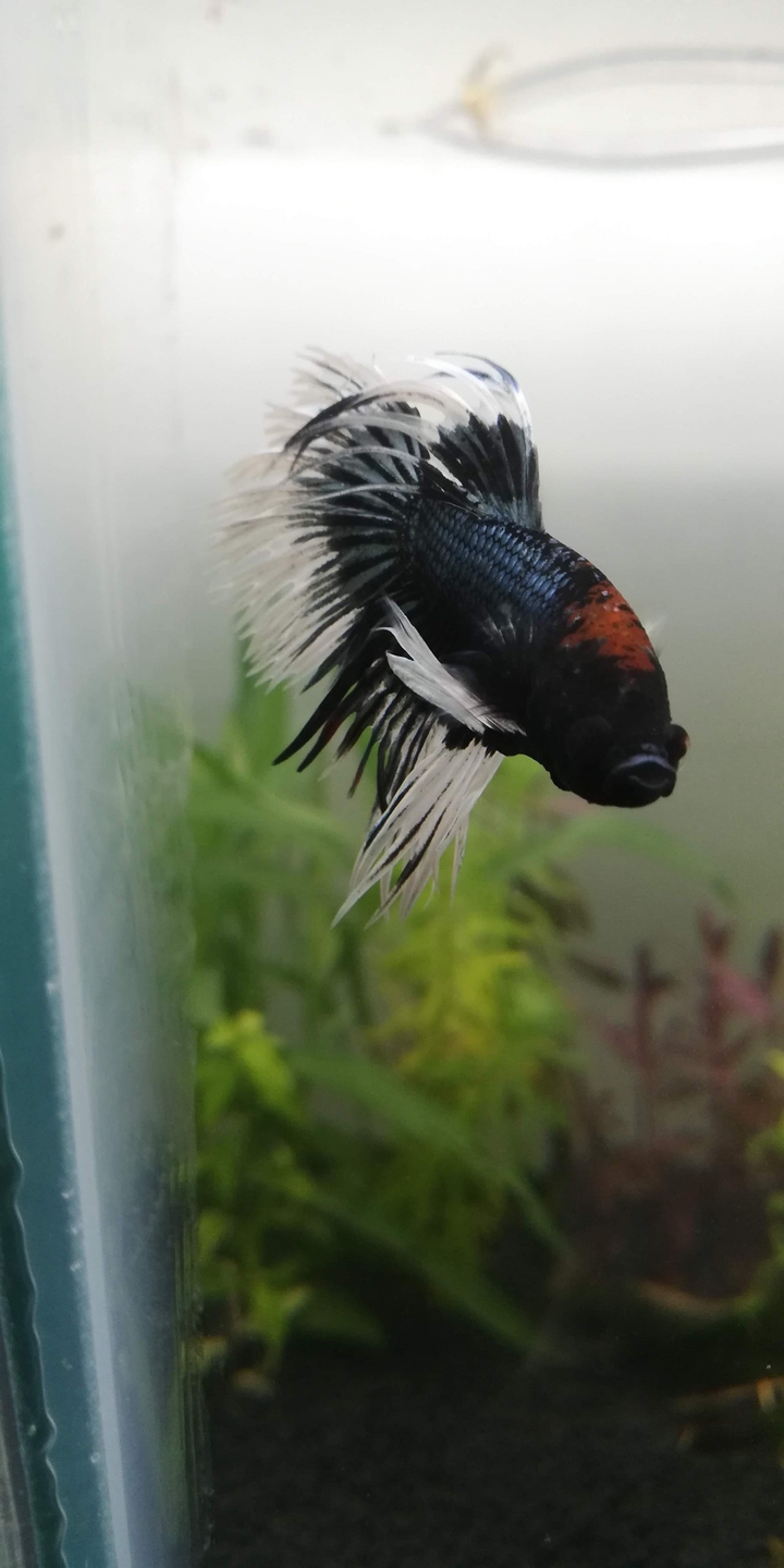 Yin Yang Crowntail betta fish