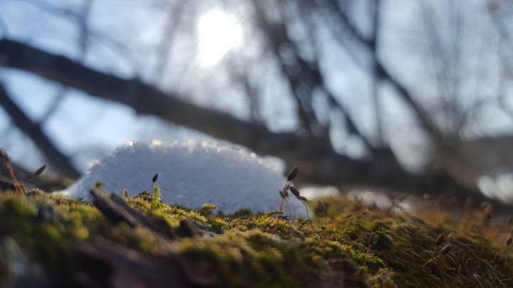 SJU Forest