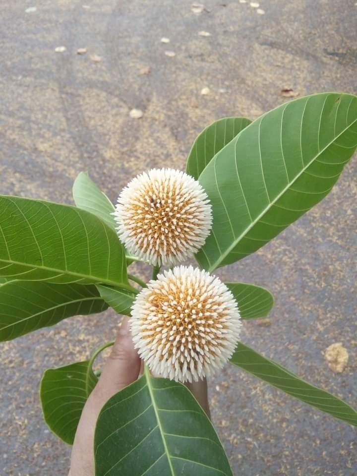 Flower