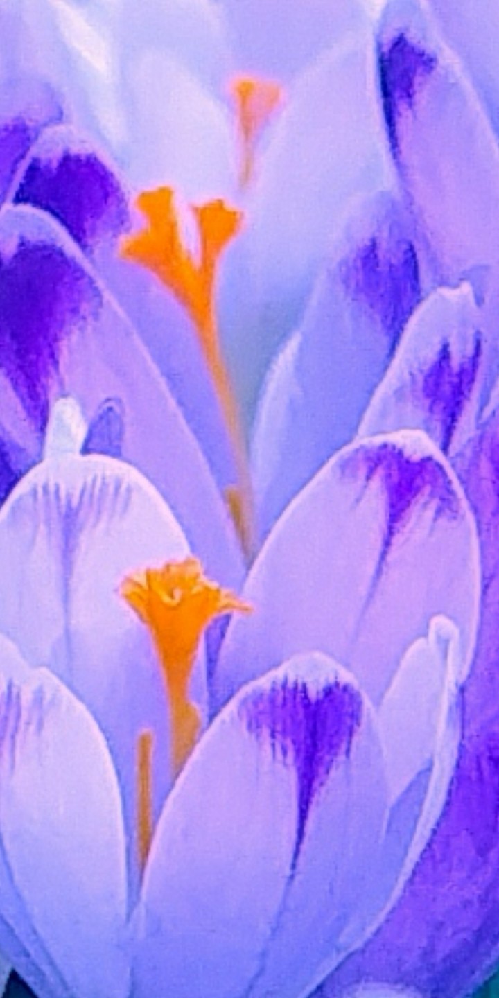 Macro pink flower