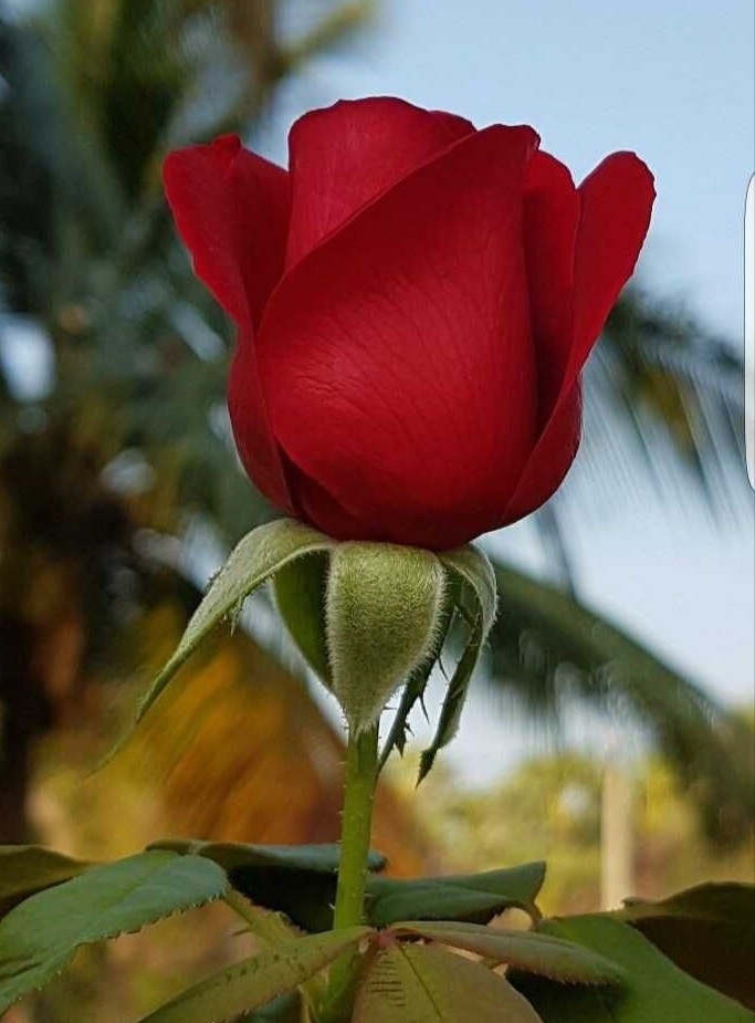 Love Rose