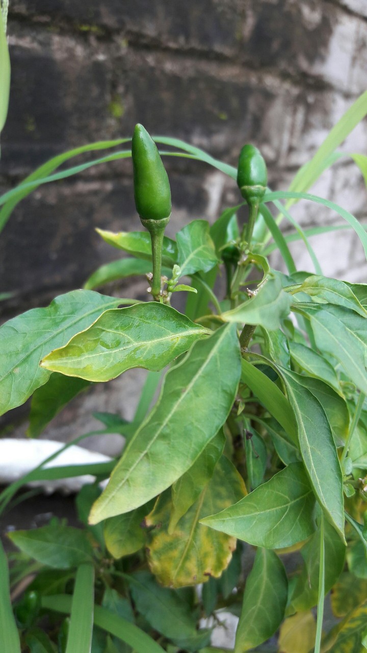chilli