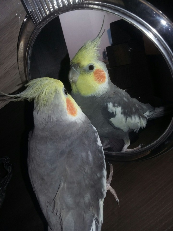 Cockatiel