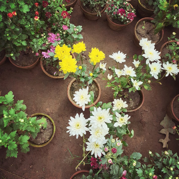 flowers