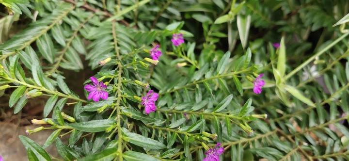 Miniature Beauty