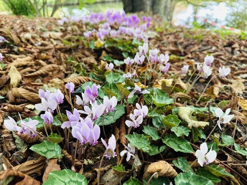 тапети petal, cyclamen