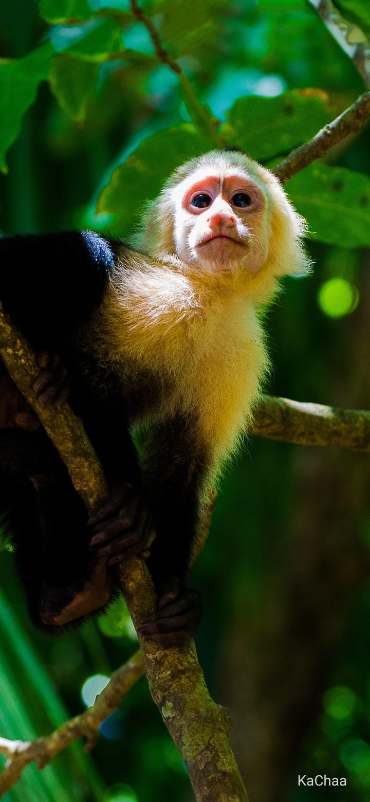 monkey