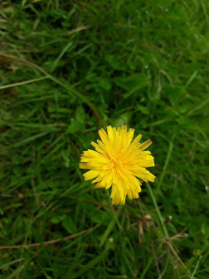 yellow flower