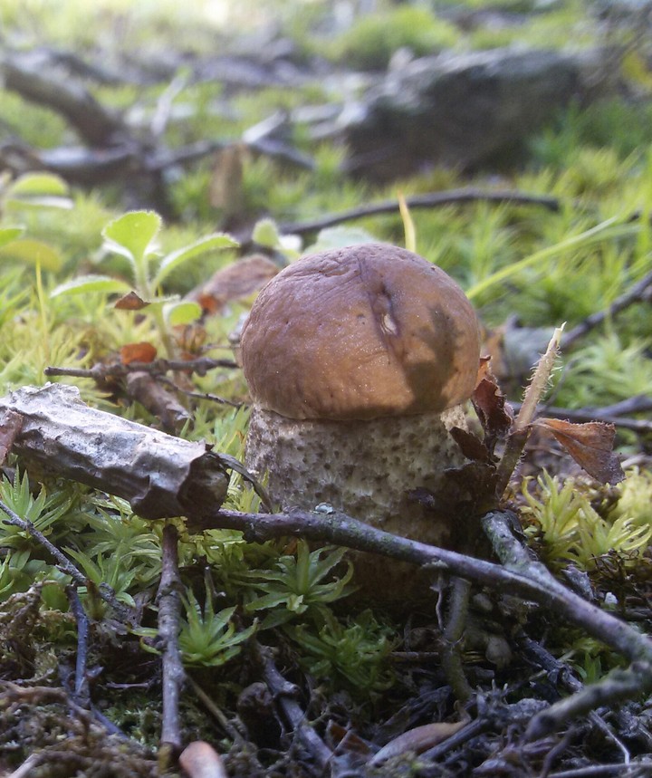 Mushroom 1
