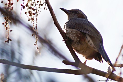 tree, bird壁紙