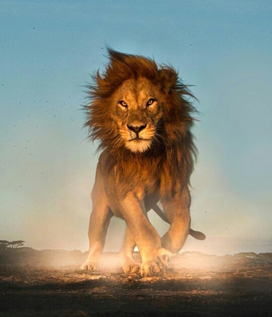 lion