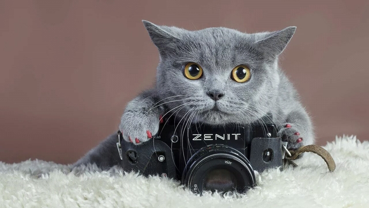 cat