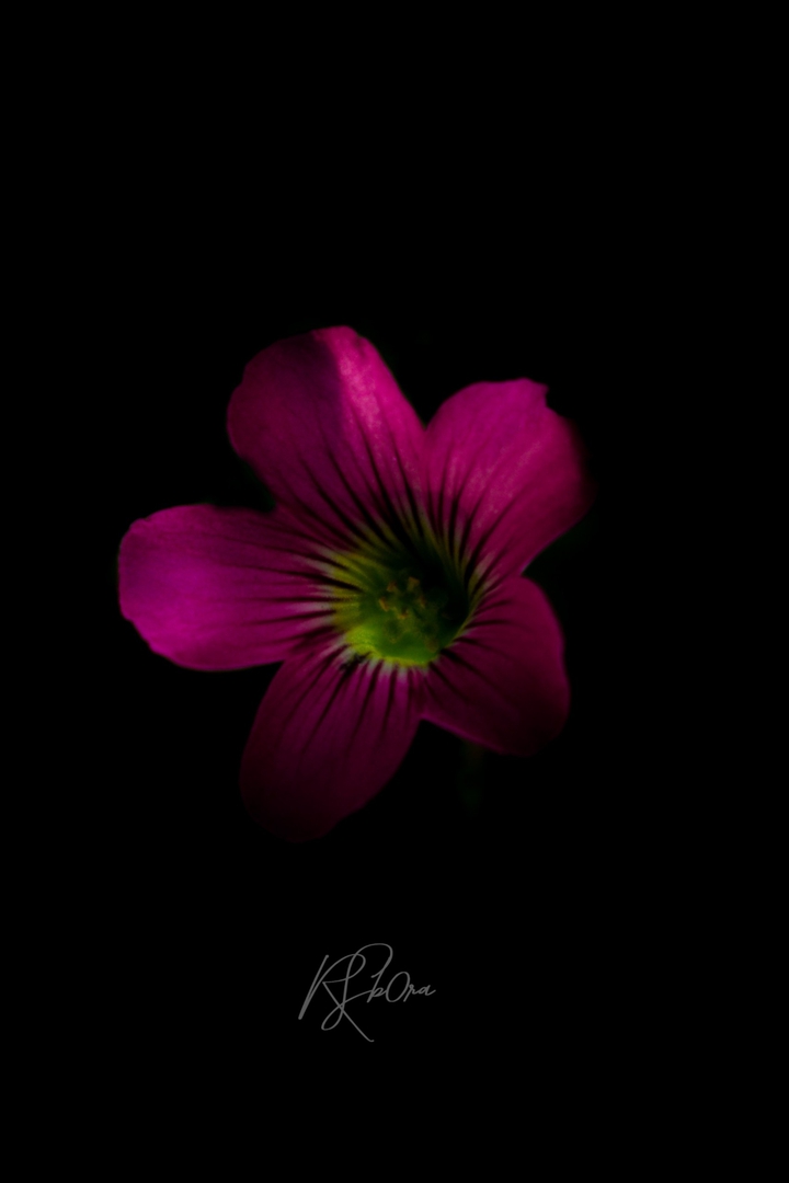 red amoled background wallpaper