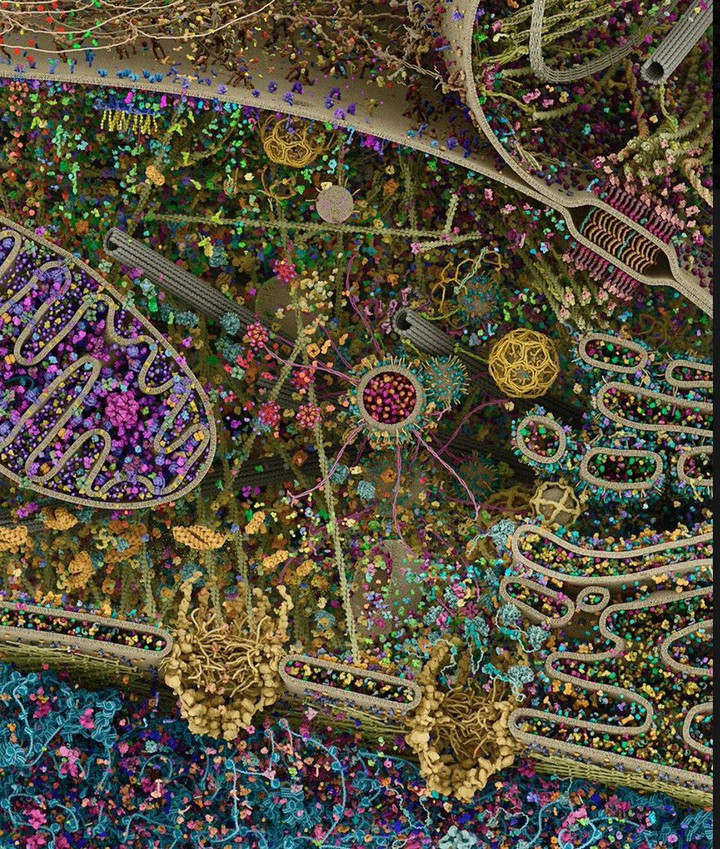 cell