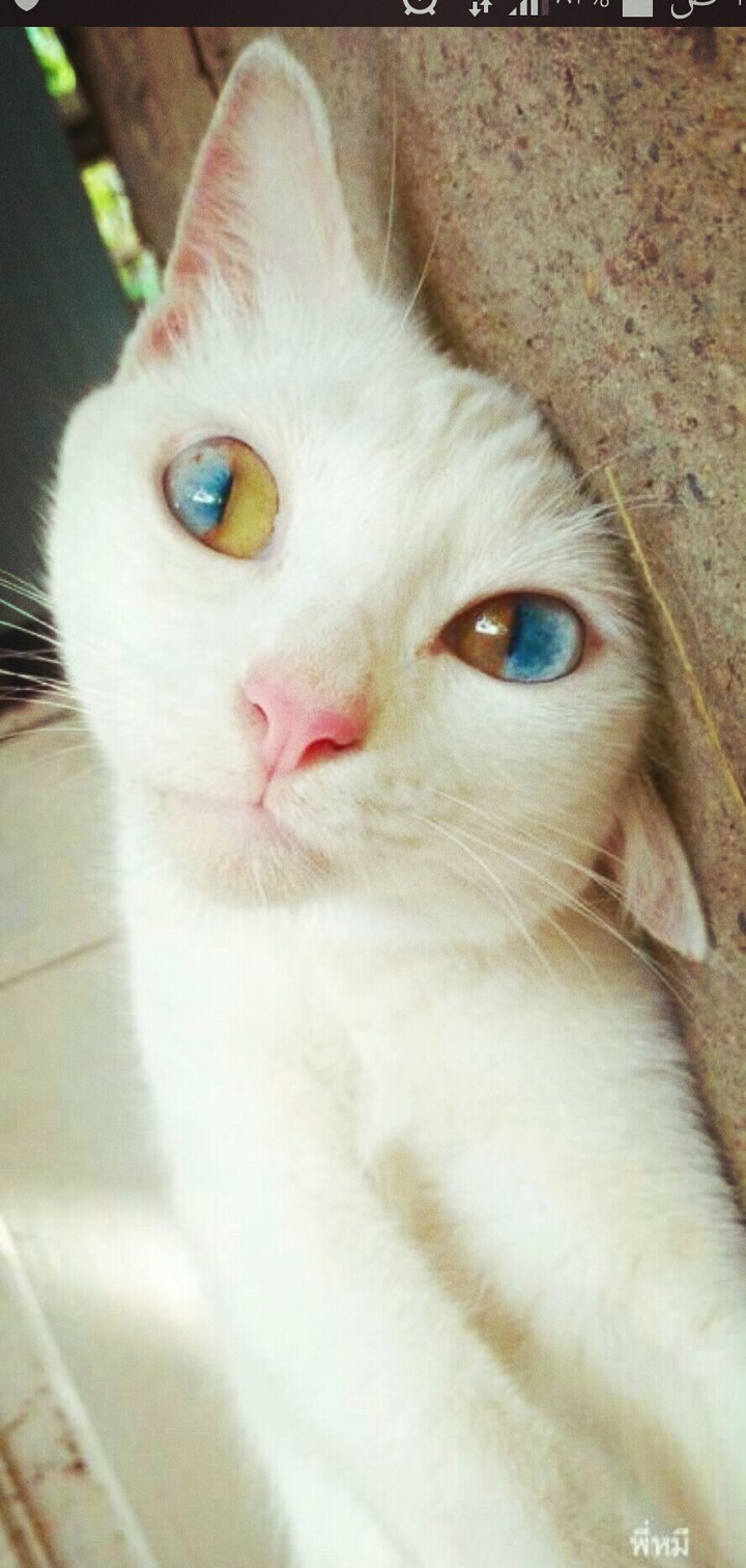 cat eyes colors