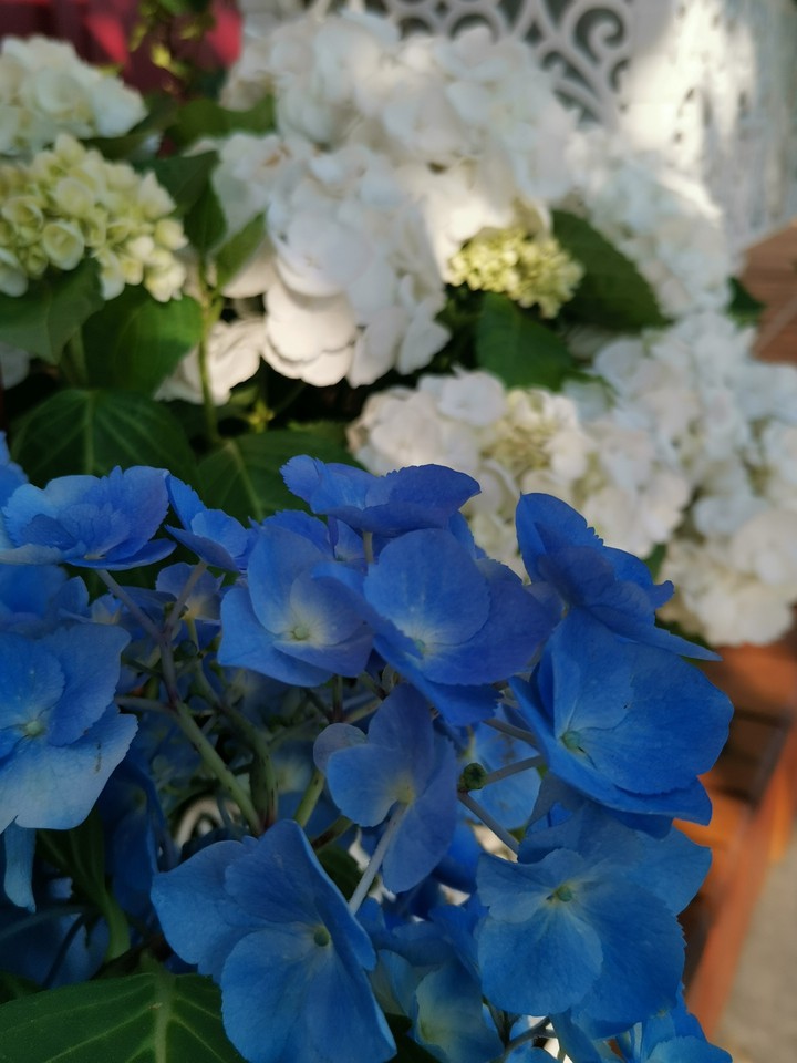 Hydrangea