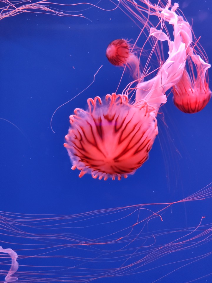 jellyfish