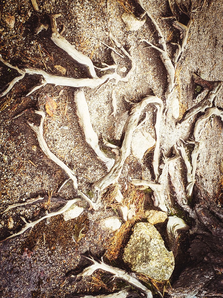 roots
