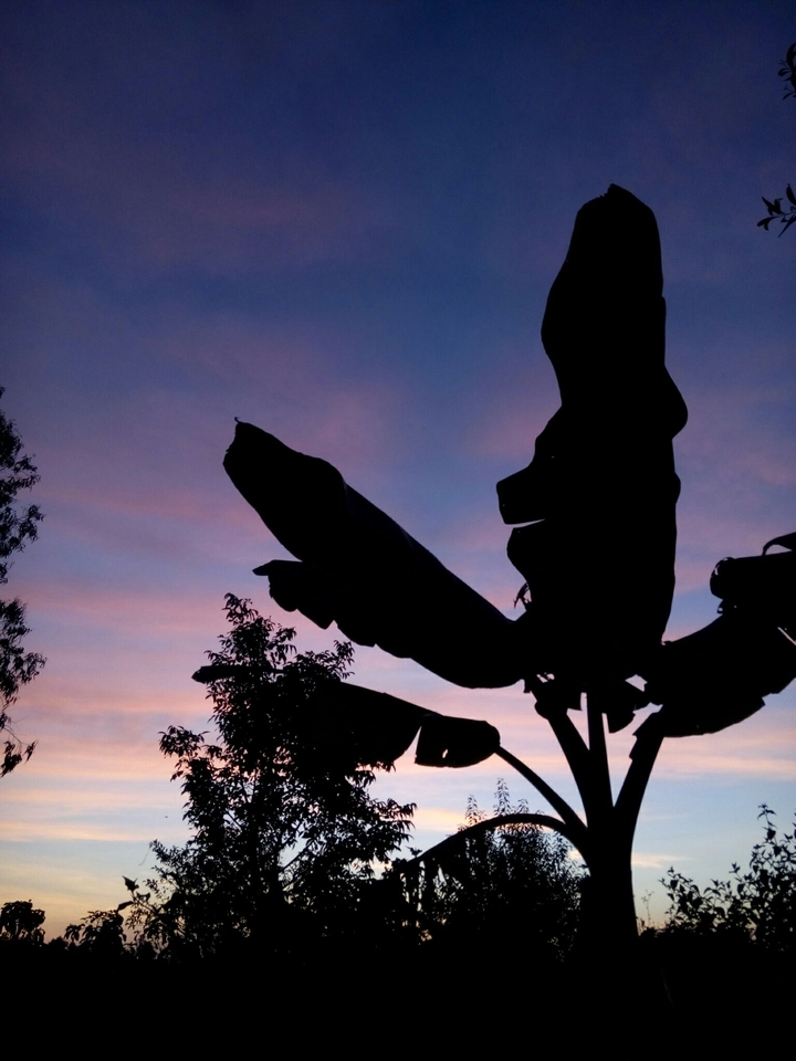 dawn