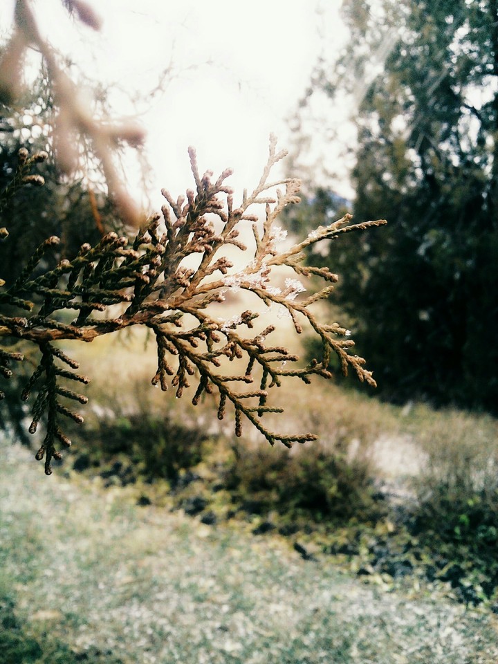 plant