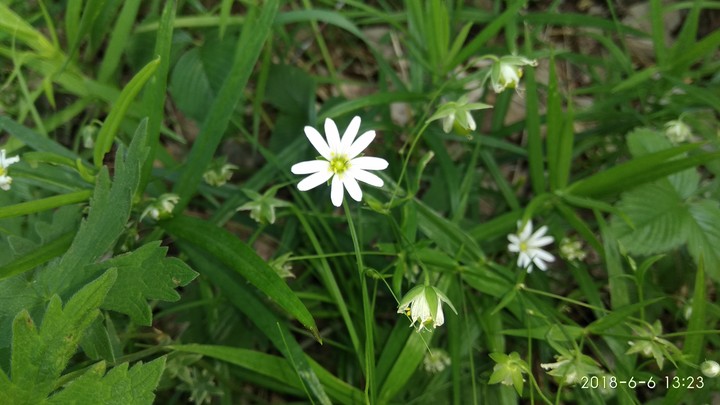 flowers