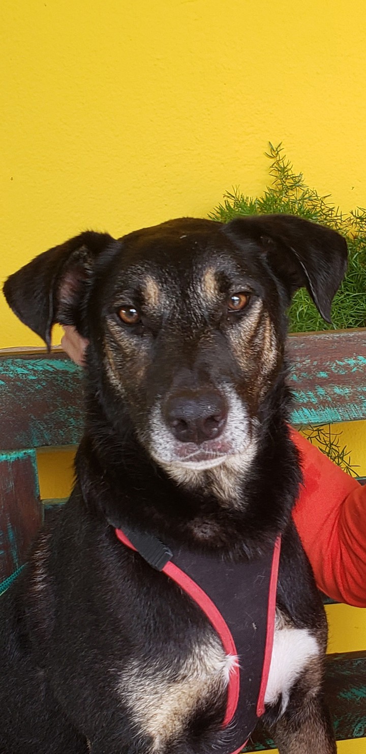 meu cachorro