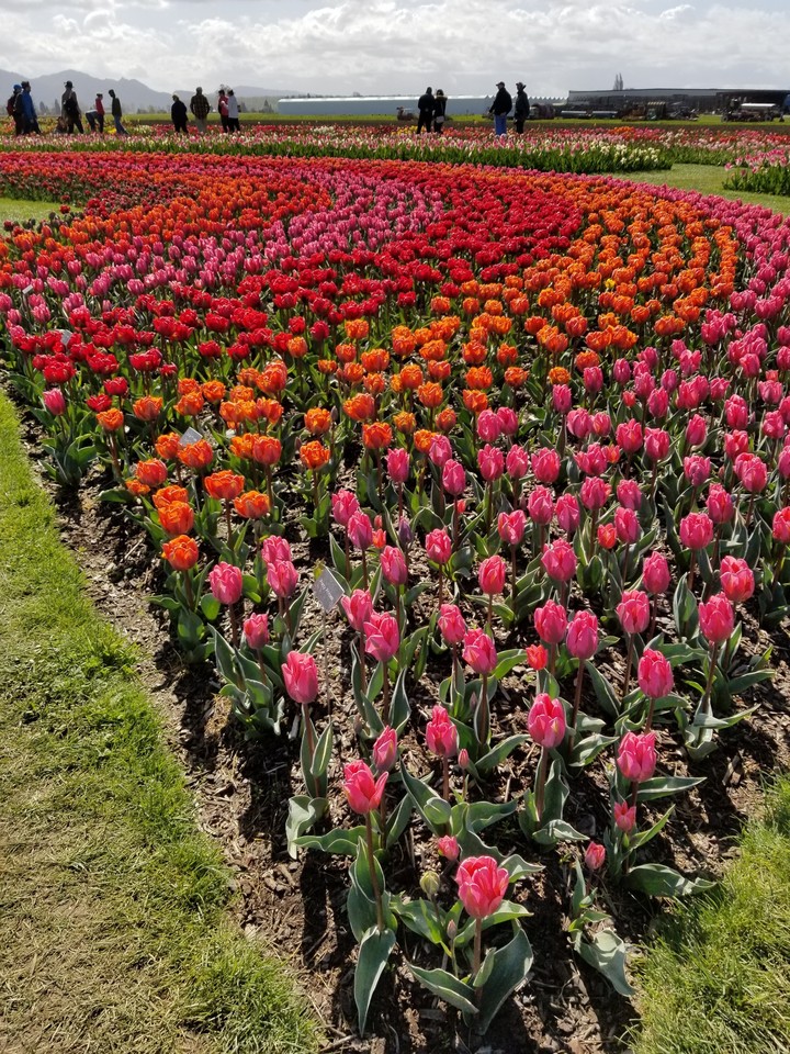 tulips