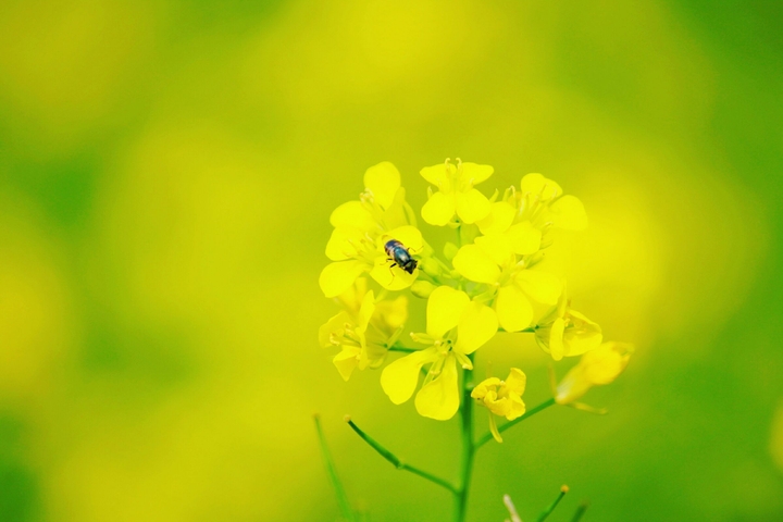 flower's honey