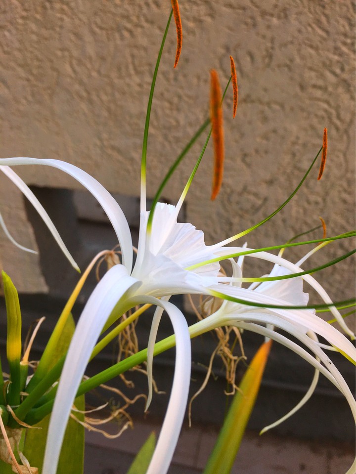 Hymenocallis