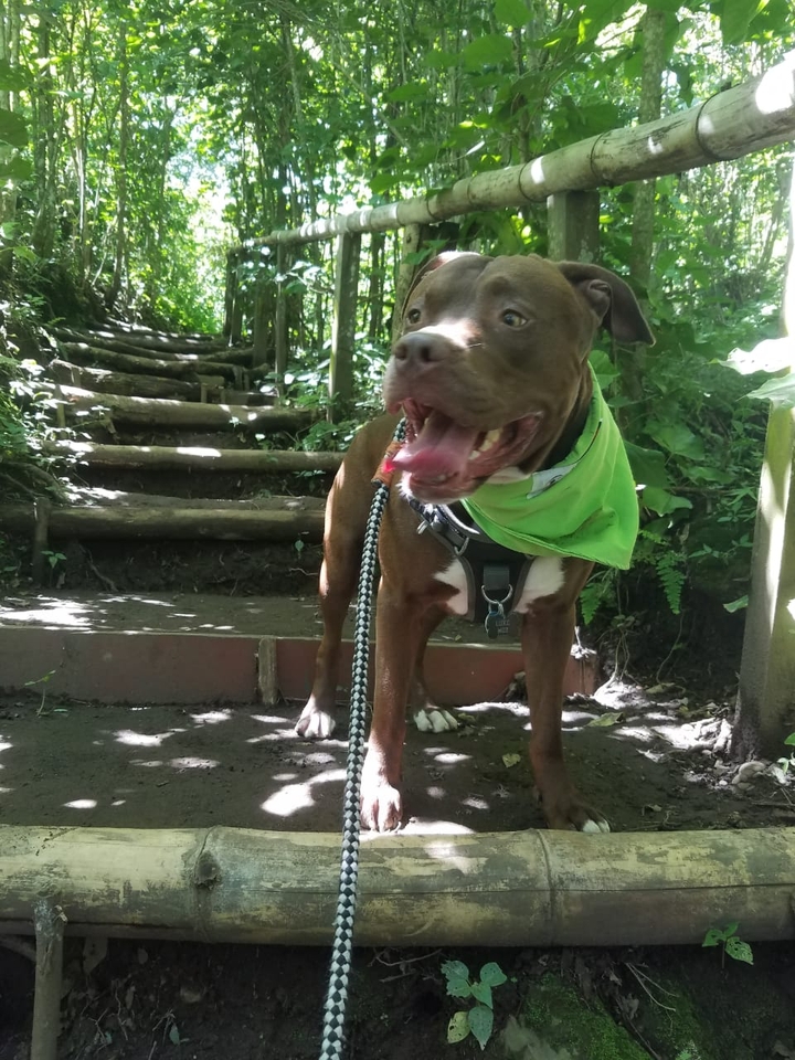 pitbull
