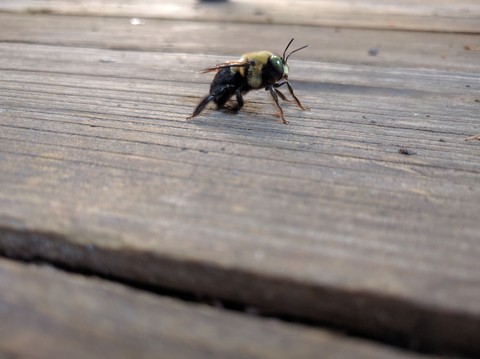 Bee (Nexus 5x)