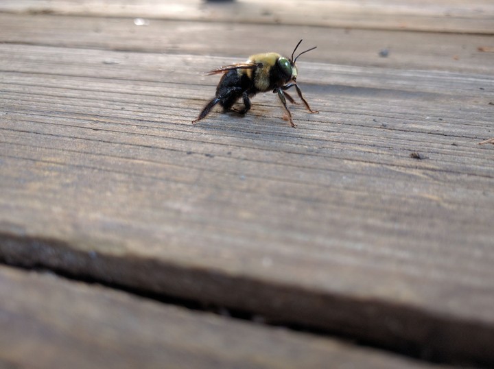 Bee (Nexus 5x)