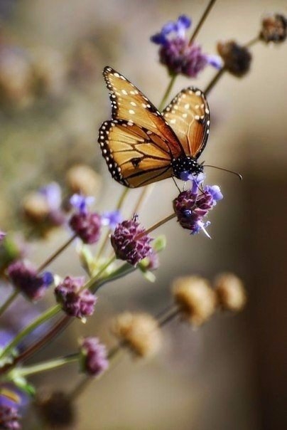 природа
