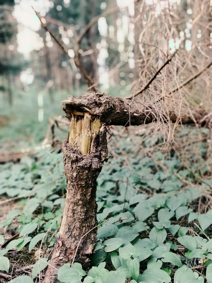 Old broken tree