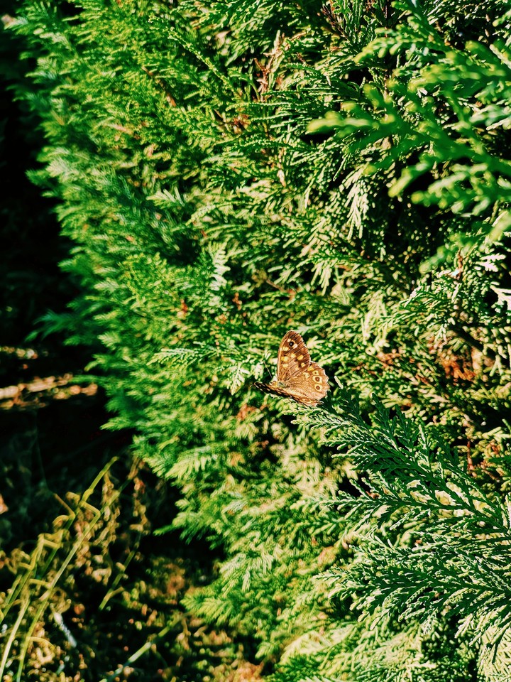 A butterfly