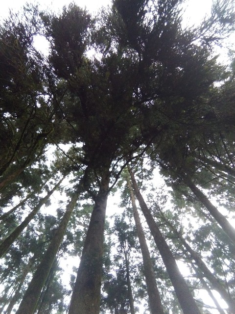 台灣 阿里山
