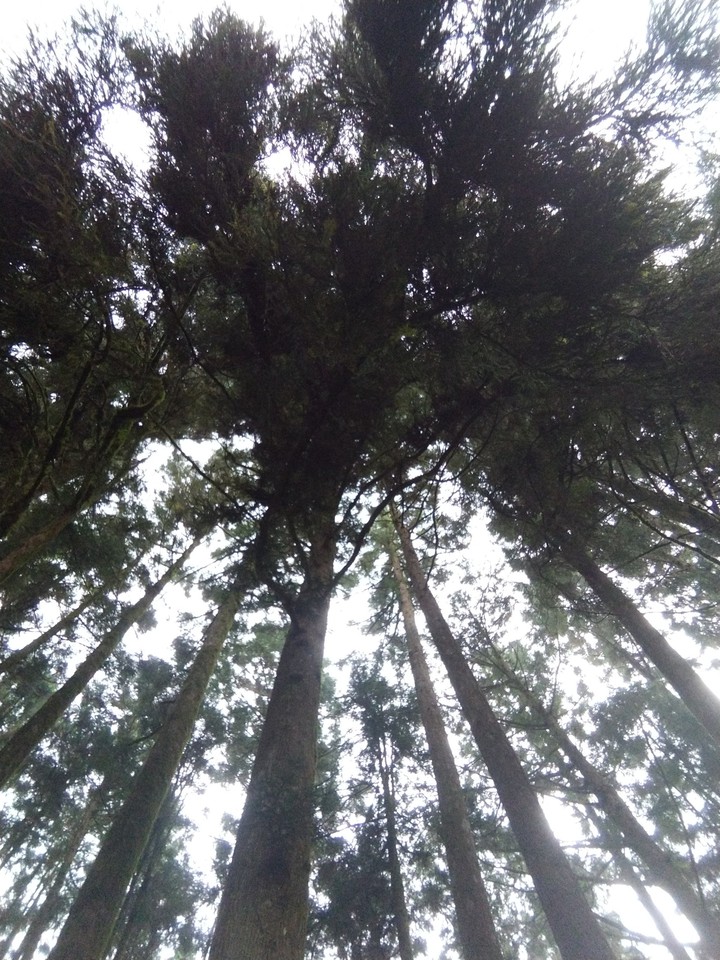 台灣 阿里山