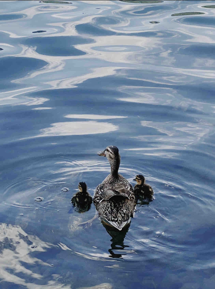 Ducks