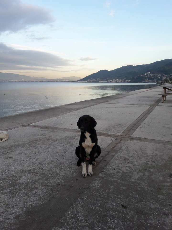 dog