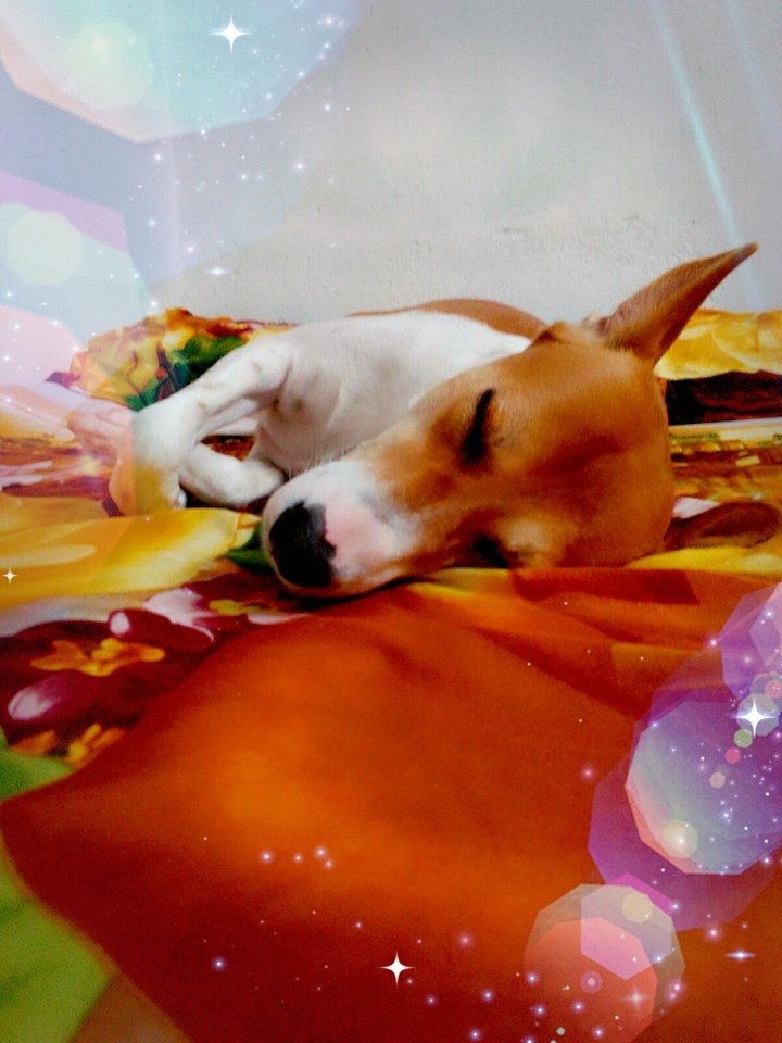 my hachii