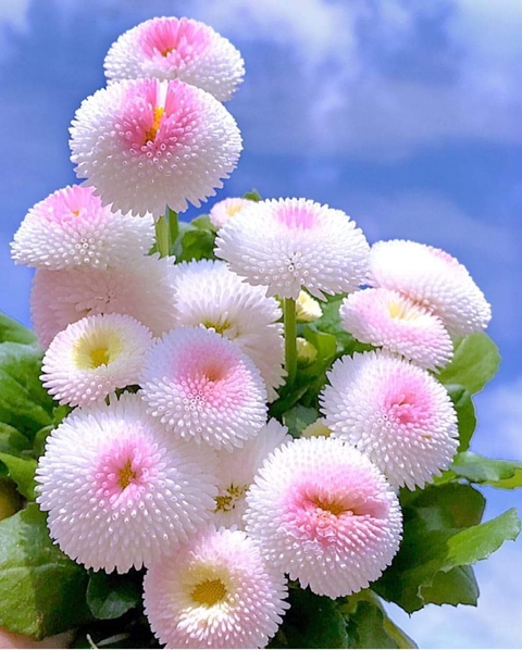 flor ?