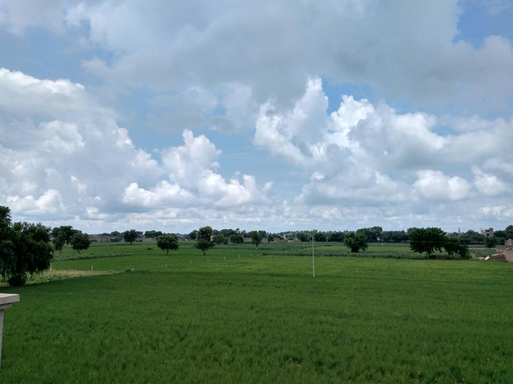 nature
