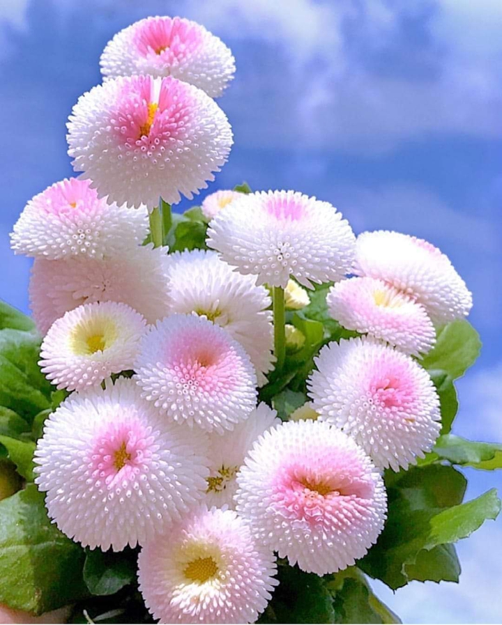 flor ?